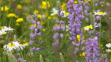 Vahşi Çiçeklerin Görünümü