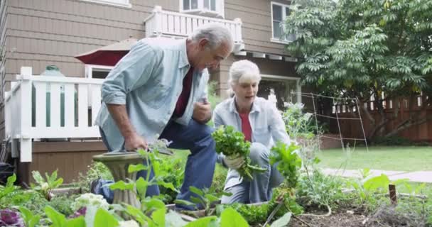 Senior Couple Picking Vegetables Garden — Stock Video