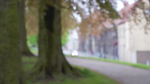 Out Focus Background Plate Running Trail Trees Blowing Gently Wind — Stock Video