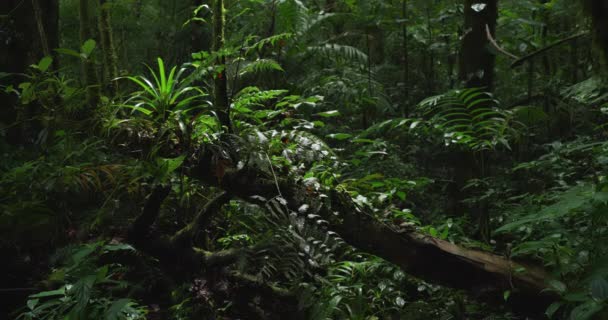 茂密的植物和苔藓生长在有阴影的森林树干上的自然背景 热带森林中的外来植被 — 图库视频影像