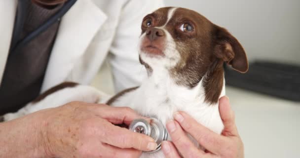 Tierärztin Hört Chihuahua Herzen Großaufnahme — Stockvideo