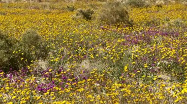 Güzel Çöl Vahşi Çiçekleri