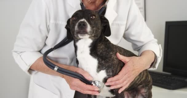 Крупный План Старшая Женщина Ветеринар Слушает Питбуль Микс Собачье Сердце — стоковое видео