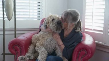 Mutlu son sınıftaki kadınlar sevişir ve köpeğini evde öperler. Gülümseyen yaşlı beyaz kadın ve Wheaton Terrier 'i oturma odasında aynı sandalyeyi paylaşıyor. Yavaş çekim 4k