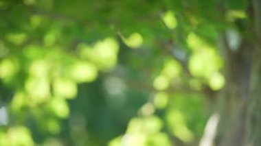Rüzgarda savrulan yaprakları olan güzel dallı ağacın bulanık görüntüsü. Parlak yeşil yaprakların güneş ışığını yakalayan video arkaplanı. 4k
