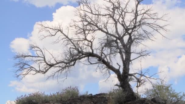 View Barren Tree — Stock Video