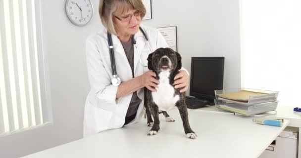 Exame Veterinário Mulher Sênior Com Cão Pitbull Mix — Vídeo de Stock