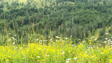 Vahşi Çiçek Manzarası Görünümü