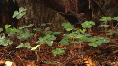 Gündüz vakti orman zemininde 