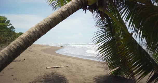コスタリカの海岸で破壊された倒木や波のぼやけた背景プレート 熱帯の海と水平線の前に落ちたヤシの木 — ストック動画