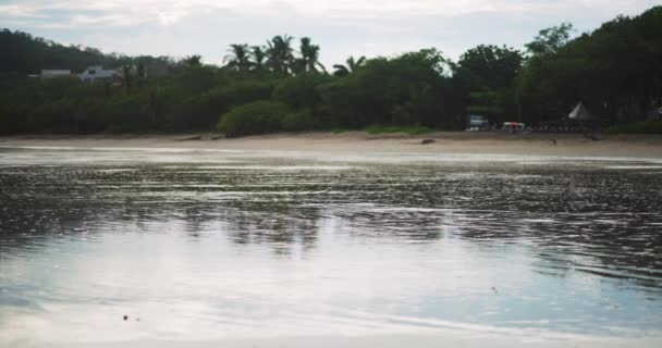 在典型的哥斯达黎加海滩上 海岸线两侧有棕榈树 热带沙滩上的湿沙 树木繁茂 — 图库视频影像