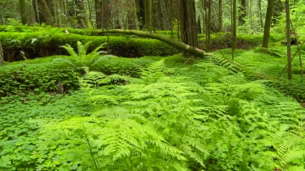 Árbol Secuoya Caído Bosque — Vídeo de stock