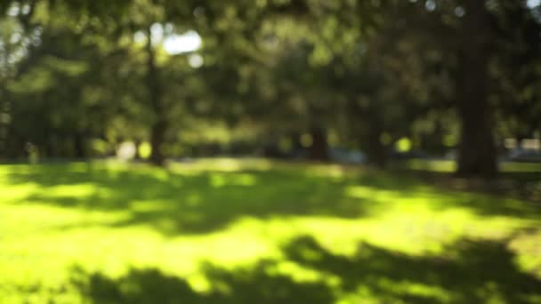 Розмиті Фонові Пластини Міського Парку Високими Красивими Деревами Сонячним Світлом — стокове відео
