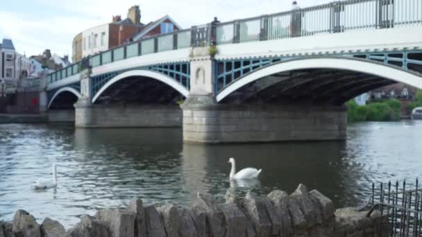 Дневная Сцена Плавания Лебедей Темзе Мостом Уиндер Таун Пешеходы Пересекающие — стоковое видео