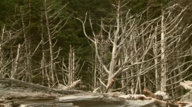 Driftwood Sahili manzarası