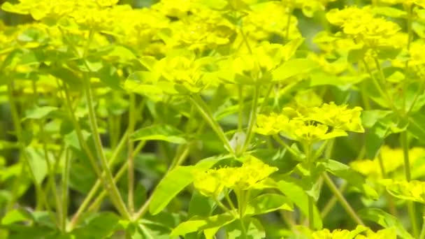 Mustárnövény Közelítő Mező — Stock videók