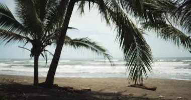 Palmiye ağacının arkasındaki kıyıya okyanus dalgaları çarpıyor. Kosta Rika 'daki sakin dalgaların odak noktasından uzakta. 4k