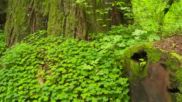 Fallen Redwood Tree Forest — Stock Video