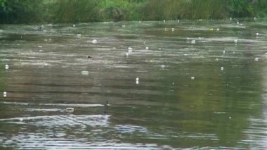 Ördek ailesi enkazdan kaçıyor.