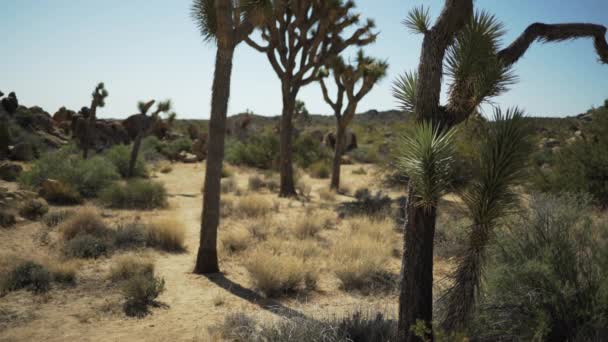 Många Yucca Träd Uppradade Öknen Dalen För Grön Skärm Eller — Stockvideo