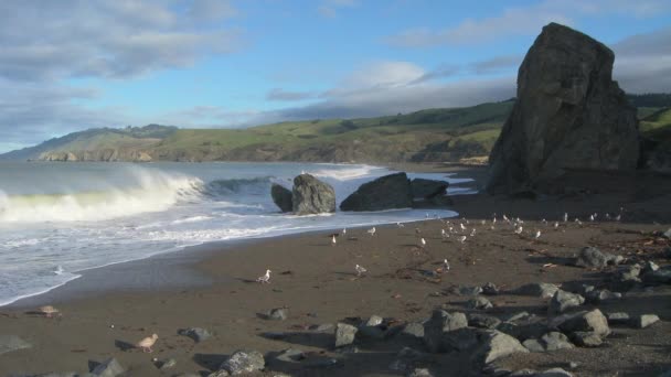 캘리포니아 해안에 갈매기 — 비디오