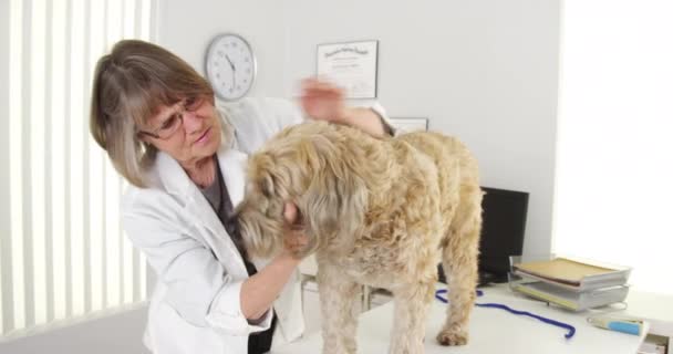 Senior Vet Having Checkup Wheaten Terrier — Stock Video