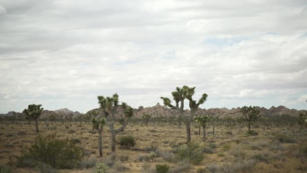 Grande Piano Aperto Popolato Alberi Yucca Una Cresta Rocciosa Lontananza — Video Stock