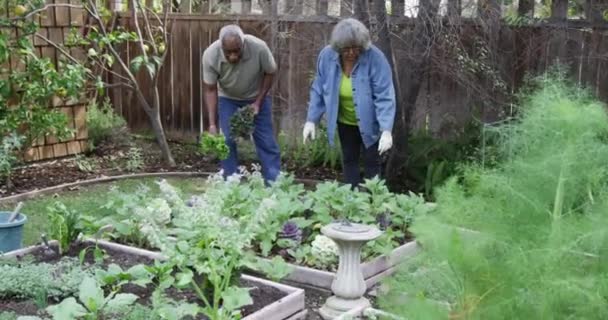 Senior Czarny Para Ogrodnictwo Podwórku — Wideo stockowe
