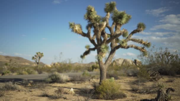 Uma Árvore Grande Deserto Senta Lado Uma Estrada Para Tela — Vídeo de Stock