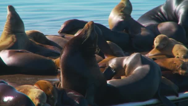 Large Group Seals Resting Dock — Stock Video