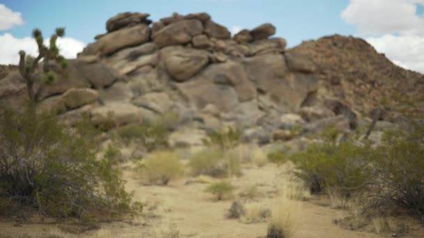 大きな岩は 緑の画面またはクロマキーのためのジョシュアツリー砂漠で積み上げられました 合成またはキーのフォーカスを外したり フォーカスを外したり — ストック動画