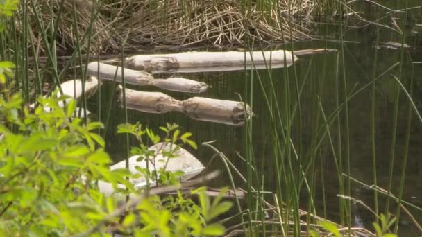 Uitzicht Beaver Pond — Stockvideo