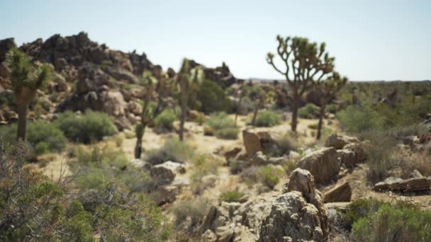 Una Piccola Mesa Lontananza Circondata Piccole Piante Desertiche Schermo Verde — Video Stock