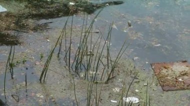 Nehir kıyısında yüzen enkaz parçaları