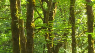 Gündüz Yeşil Ağaçlar 