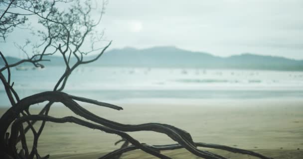 热带海滩的背景板在倒下的红树林树后面 关闭哥斯达黎加海岸线上的红树林分枝 — 图库视频影像