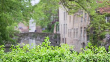 Bruges 'deki kanalların ön planda bitkilerle odaklanmış arka plan plakası. Birleşim için bulanık video arkaplanı. 4k