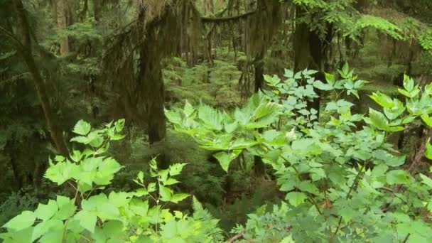 昼間の緑の森の風景 — ストック動画