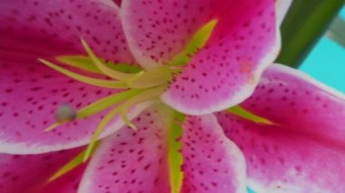 Lily 'nin yakın çekimi, yıldız gözlemcisi çiçek.