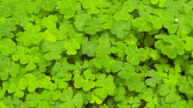 Sekoya doru kuşuna yakın çekim