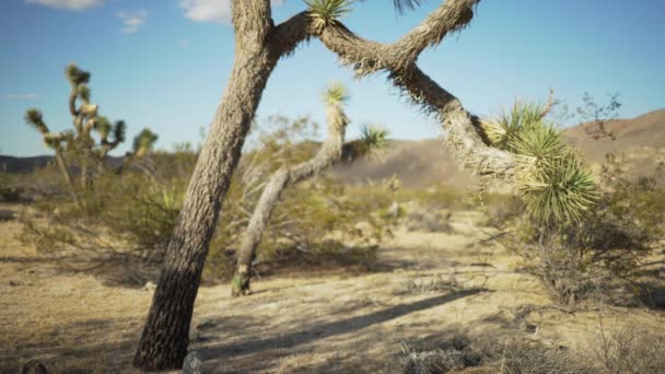 Alberi Yucca Appoggiati Nel Deserto Uno Schermo Verde Una Chiave — Video Stock