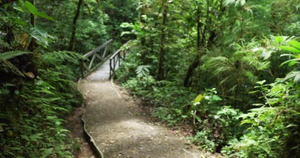 Fuera Foco Plano Sendero Exuberante Selva Que Conduce Puente Sendero — Vídeo de stock