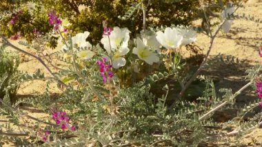 Çöl Vahşi Çiçekleri Manzarası