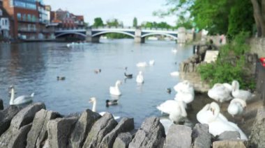 Windsor UK 'de Thames Nehri' nde yıkanan kuğularla güzel bir manzara. İngiltere 'de İngiliz nehri boyunca uzanan Windsor Köprüsü' nün arka planı bulanık