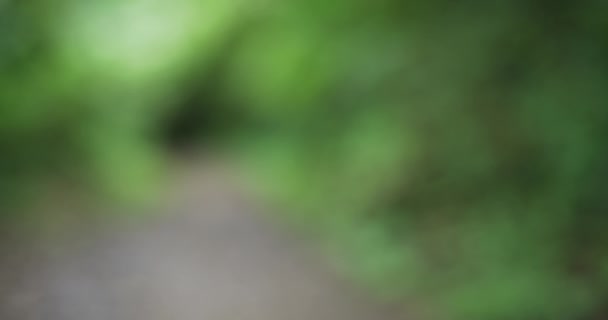 Fondo Borroso Ruta Senderismo Con Curvas Selva Tropical Misterioso Sendero — Vídeo de stock