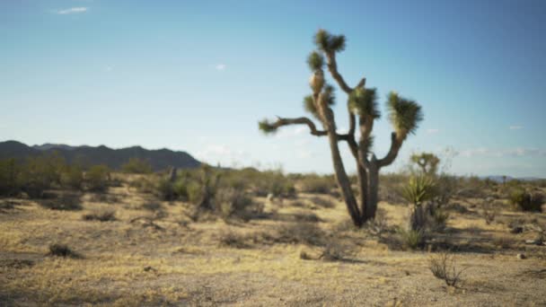 Piccole Piante Desertiche Che Circondano Albero Yucca Solitario Schermo Verde — Video Stock