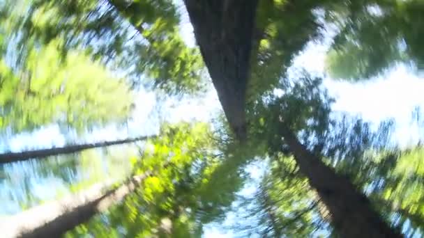 Mirando Cielo Bosque Secuoyas — Vídeo de stock