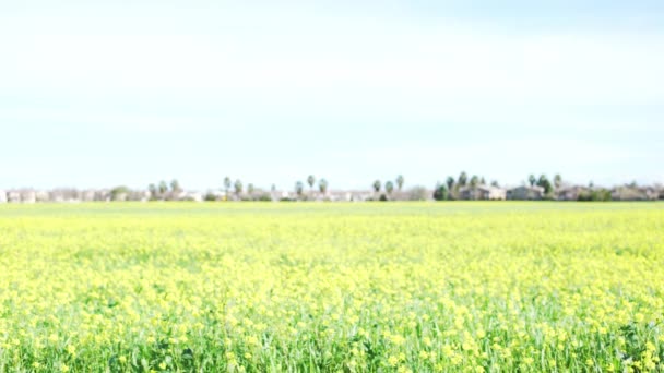 さわやかな夏の日に黄色の花の日当たりの良いフィールドのフォーカスの背景プレートのうち 合成やキーのためのぼやけたショット — ストック動画