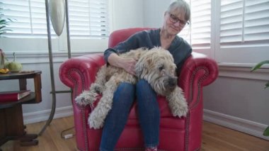 Uykulu yaşlı köpek sahibinin kucağında otururken evcil hayvan ve kulak tırmalaması geçiriyor. Wheaton Terrier 'i olan son sınıf öğrencisi bir kadın birlikte vakit geçiriyor. Yavaş çekim 4k