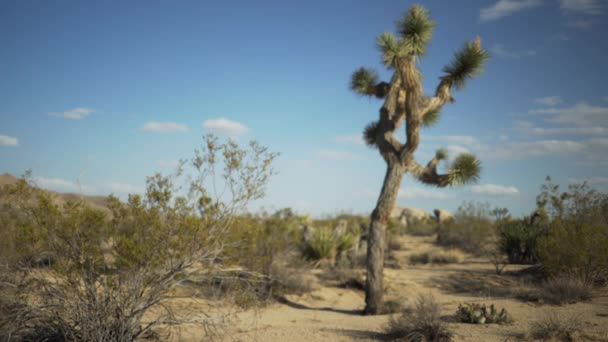 Una Gran Extensión Vacía Desierto Con Árbol Yuca Solitaria Para — Vídeo de stock